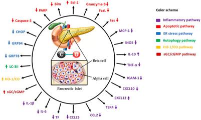 Carbon Monoxide in Pancreatic Islet Transplantation: A New Therapeutic Alternative to Patients With Severe Type 1 Diabetes Mellitus